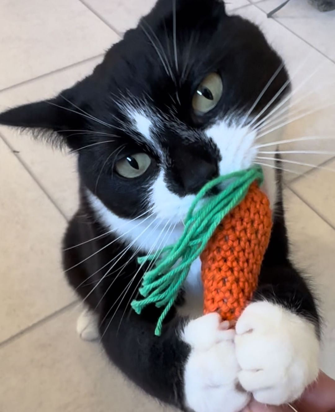 Catnip Carrot Crochet Cat Toy